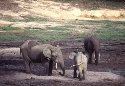 Zentralafrika, Kamerun: Rundreise - Elefanten am Wasserloch