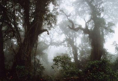 Zentralafrika, Kamerun: Rundreise - Regenwald-Kulisse